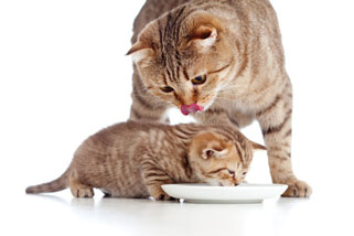 mother and baby cat eating milk from bowl